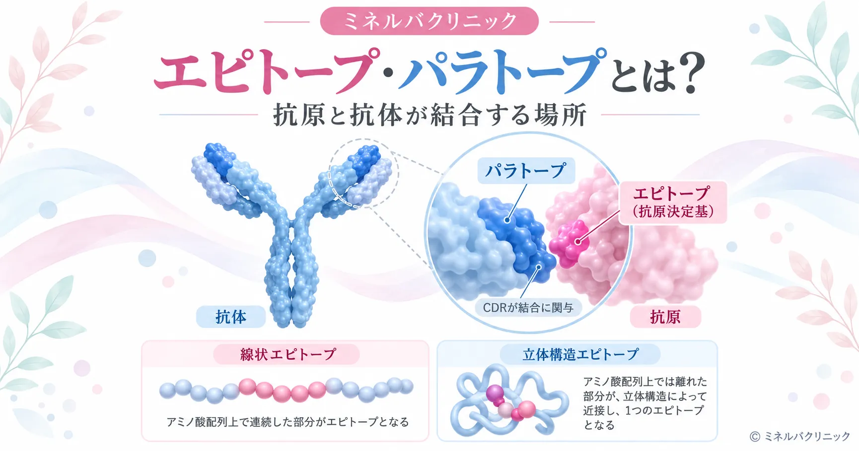 エピトープ・パラトープとは エピトープとパラトープの違いと、線状エピトープ・立体構造エピトープを示したインフォグラフィック