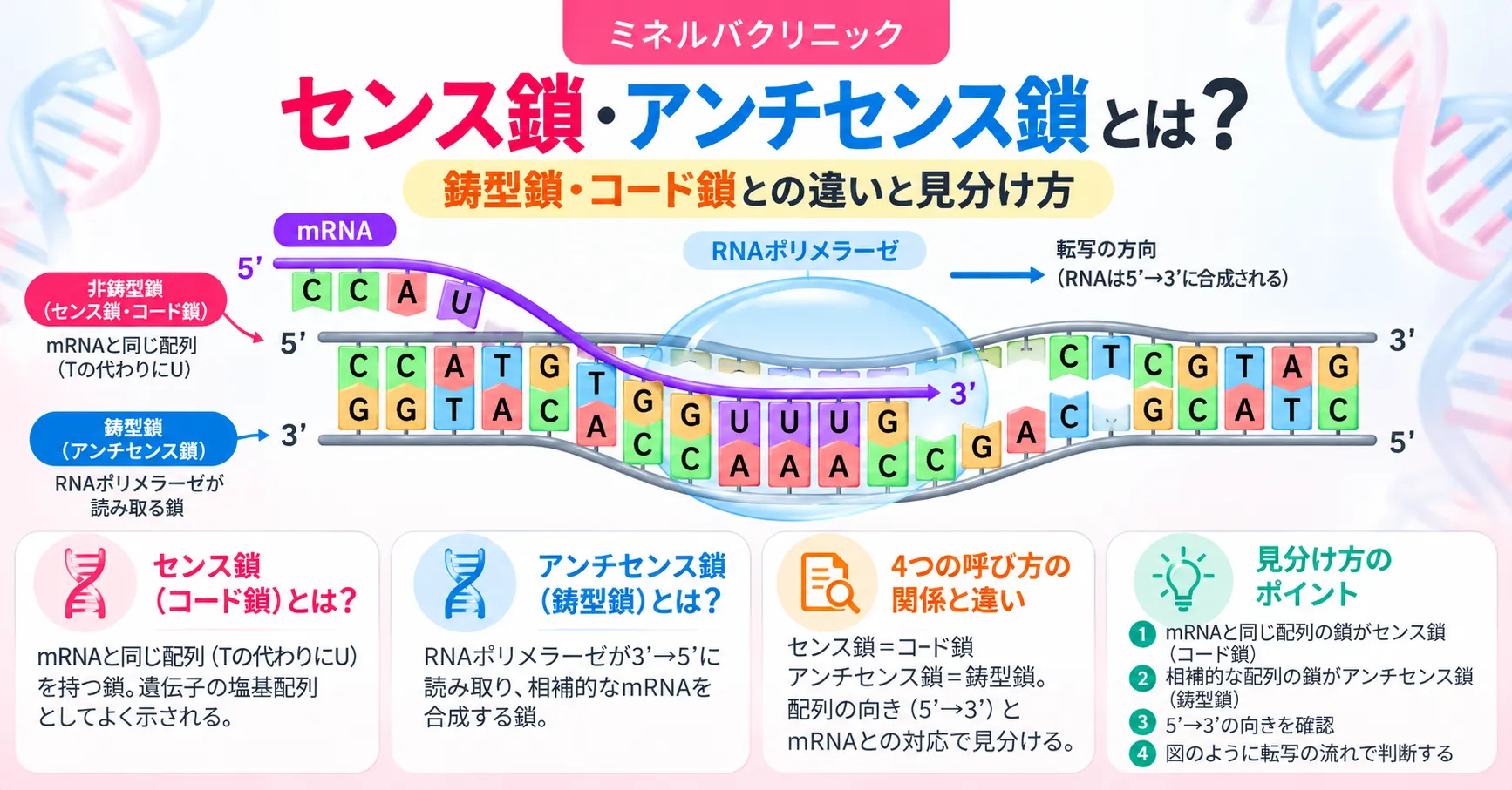 センス鎖・アンチセンス鎖とは？鋳型鎖・コード鎖との違いと見分け方