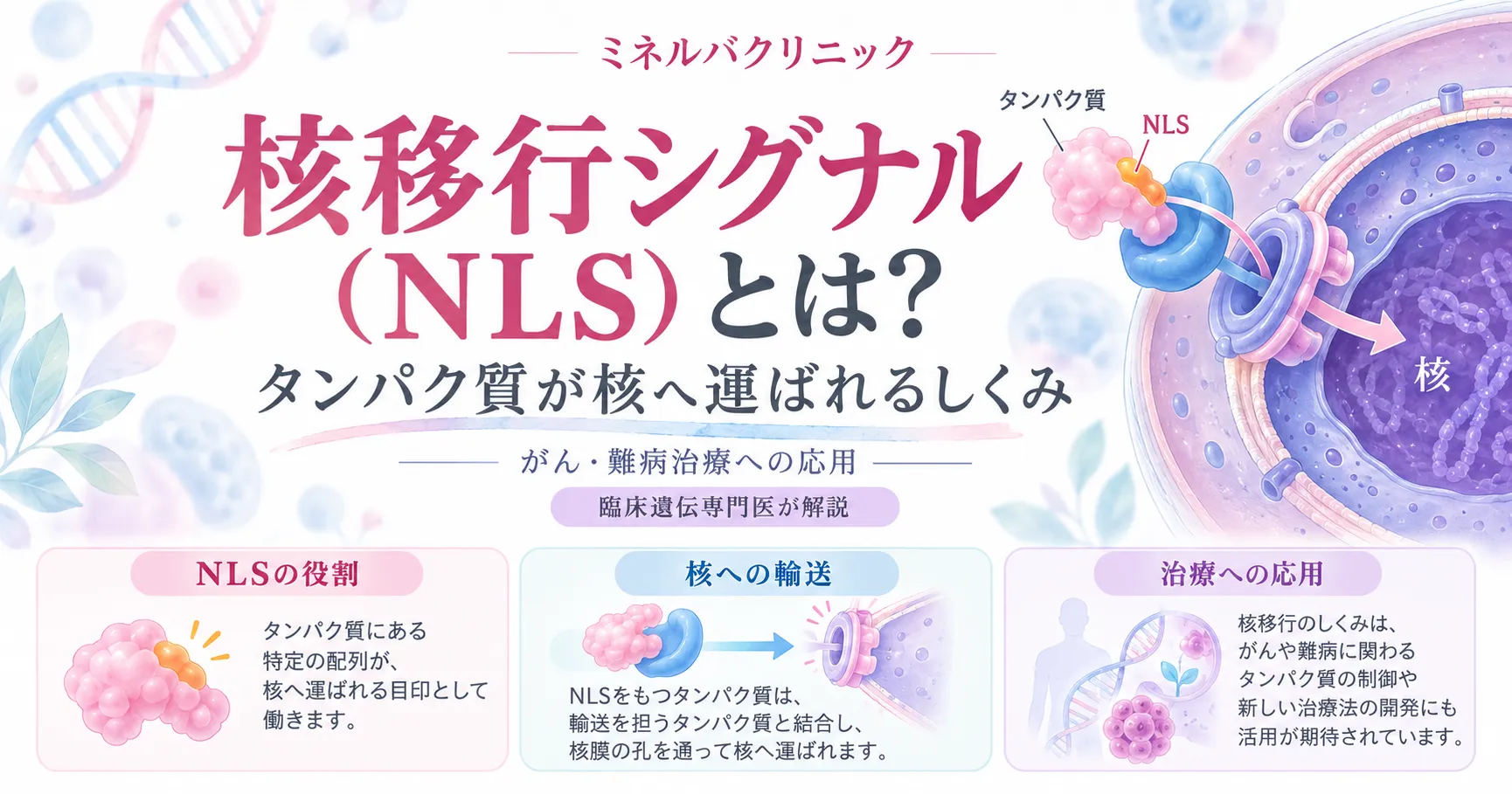 核移行シグナル(NLS)とは