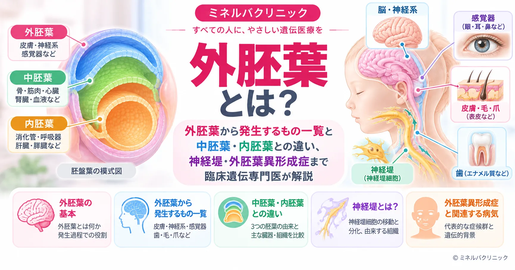 外胚葉とは何かを解説するアイキャッチ画像