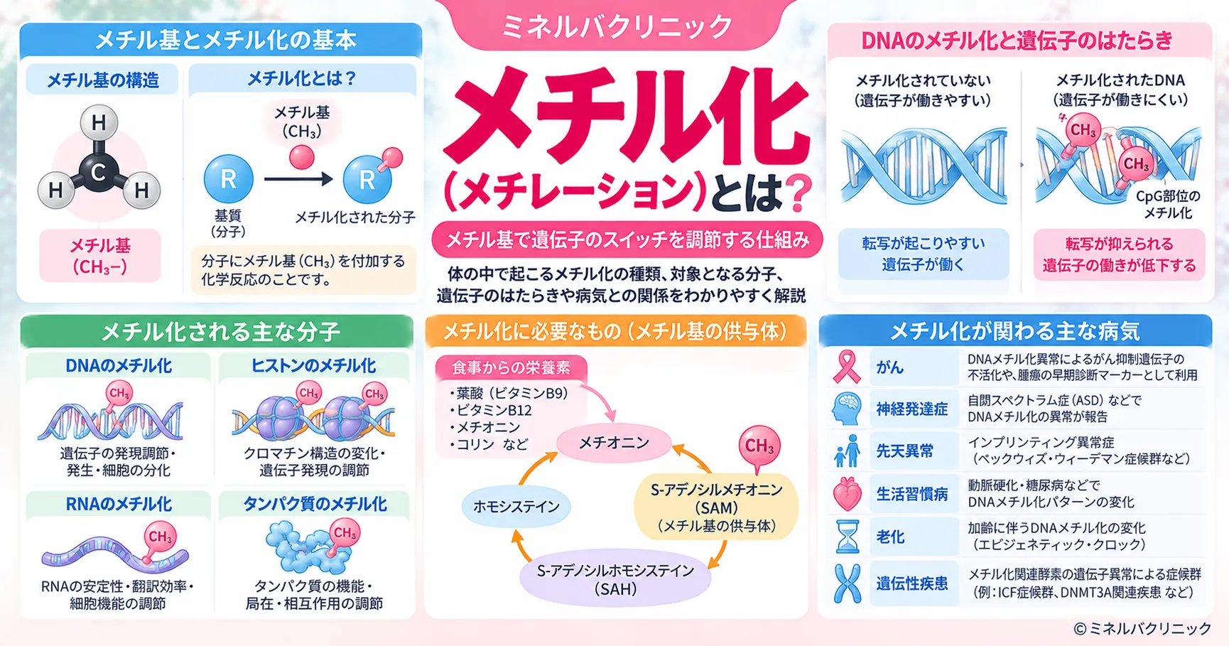 メチル化(メチレーション)とは メチル化(メチレーション)とメチル基、メチル化される分子とSAMを解説するインフォグラフィック