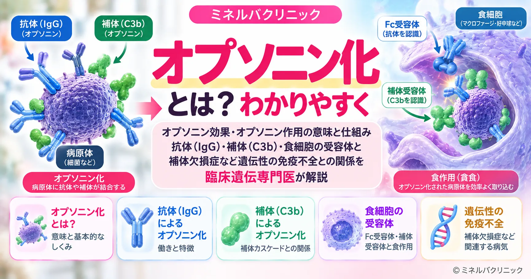 オプソニン化とは オプソニン化とは:抗体(IgG)・補体(C3b)と、食細胞のFc受容体・補体受容体(CR1・CR3)の関係を示すアイキャッチ図