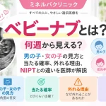 ベビーナブとは何か、何週から見えるのか、男の子・女の子の見方や当たる確率、外れる理由、NIPTとの違いを解説するアイキャッチ画像