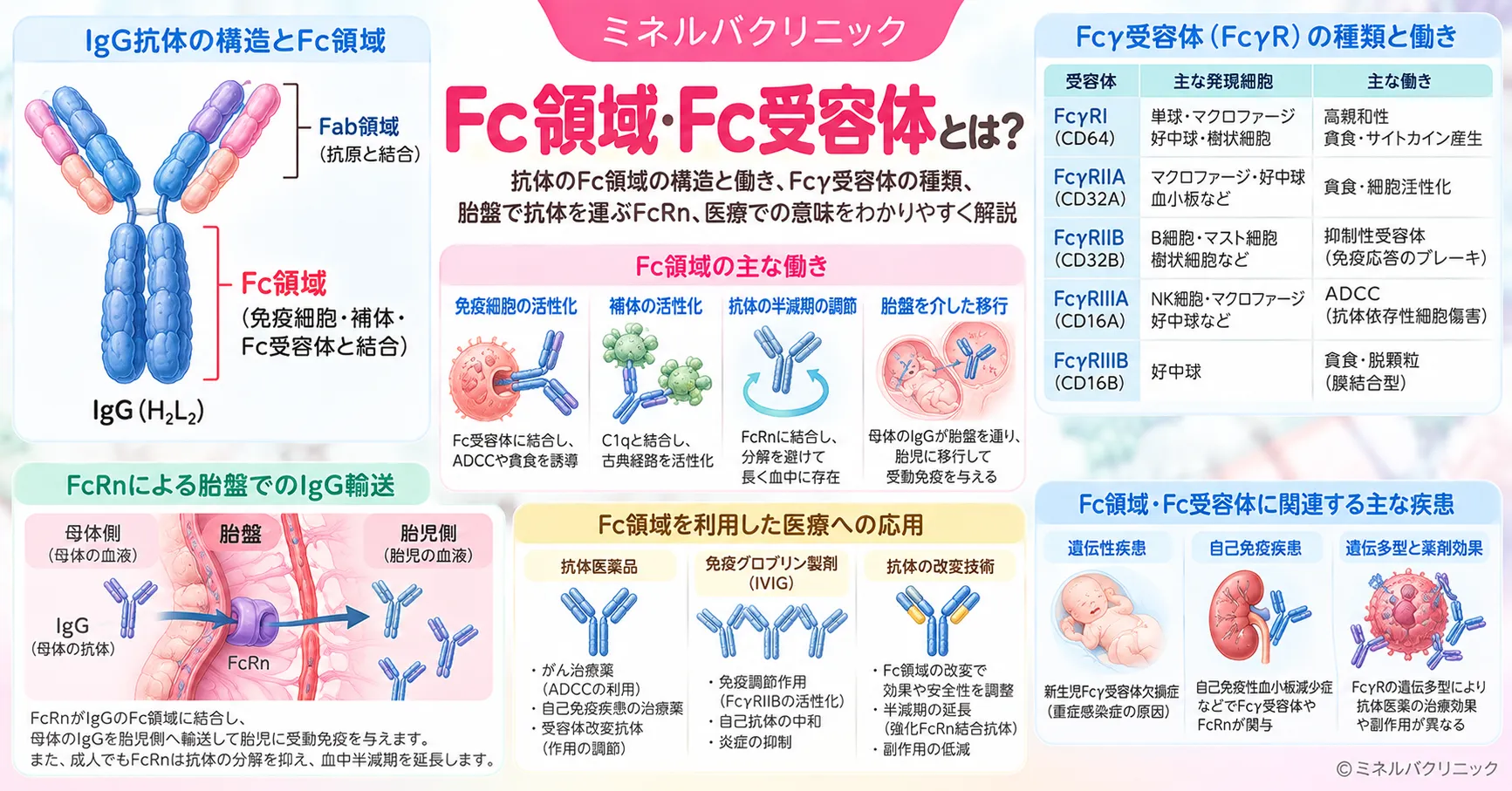 Fc領域・Fc受容体（Fcレセプター）とはを解説するアイキャッチ画像