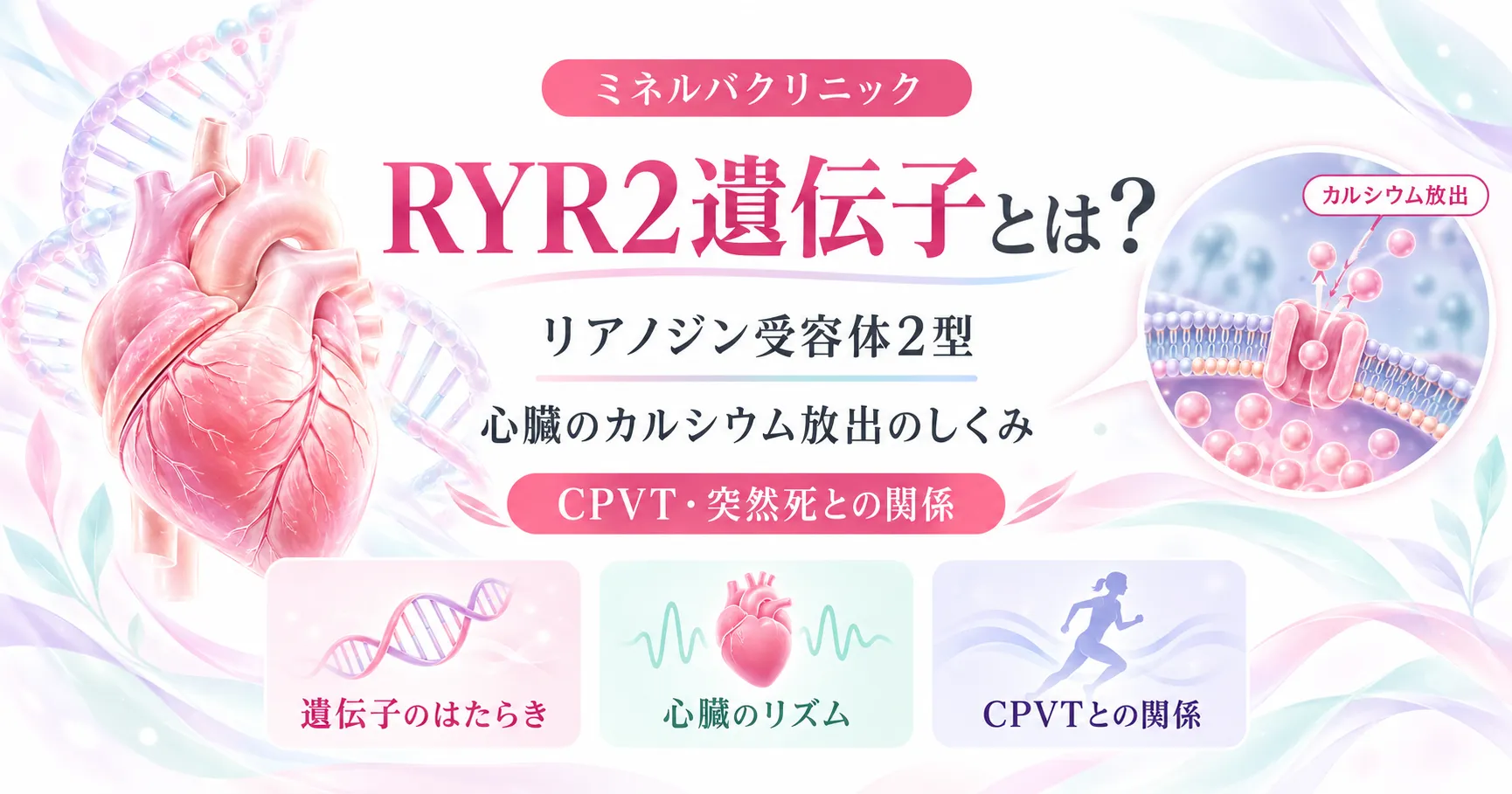 RYR2遺伝子とリアノジン受容体 RYR2遺伝子がつくるリアノジン受容体2型の働きと、CPVTなどの関連する病気を解説するインフォグラフィック