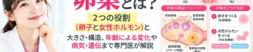 卵巣の2つの役割である卵子の産生と女性ホルモンの分泌、大きさ・構造、年齢による変化や病気・遺伝との関係を解説するアイキャッチ