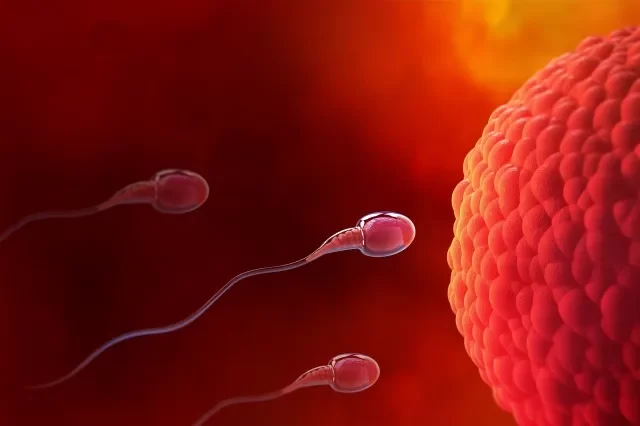 精子、卵子、胚珠、自然受精。 医療テーマの 3 d イラストレーション