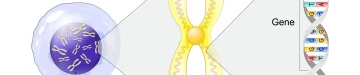細胞、染色体、DNA、遺伝子
