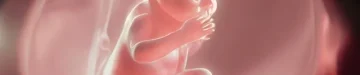 子宮内の胎児