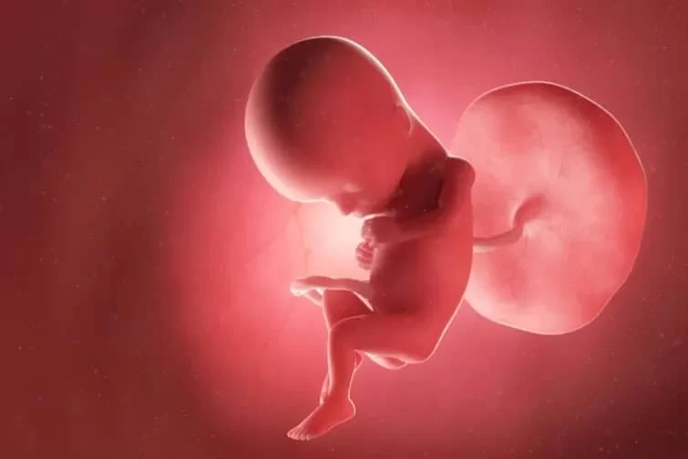 胎盤と胎児のイメージ画像